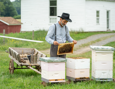 Beekeeper tending hives in the settlement bee yard