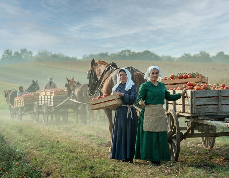 Harvest wagons carrying tomatoes