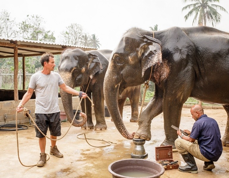 The elephants being washed and cared for
